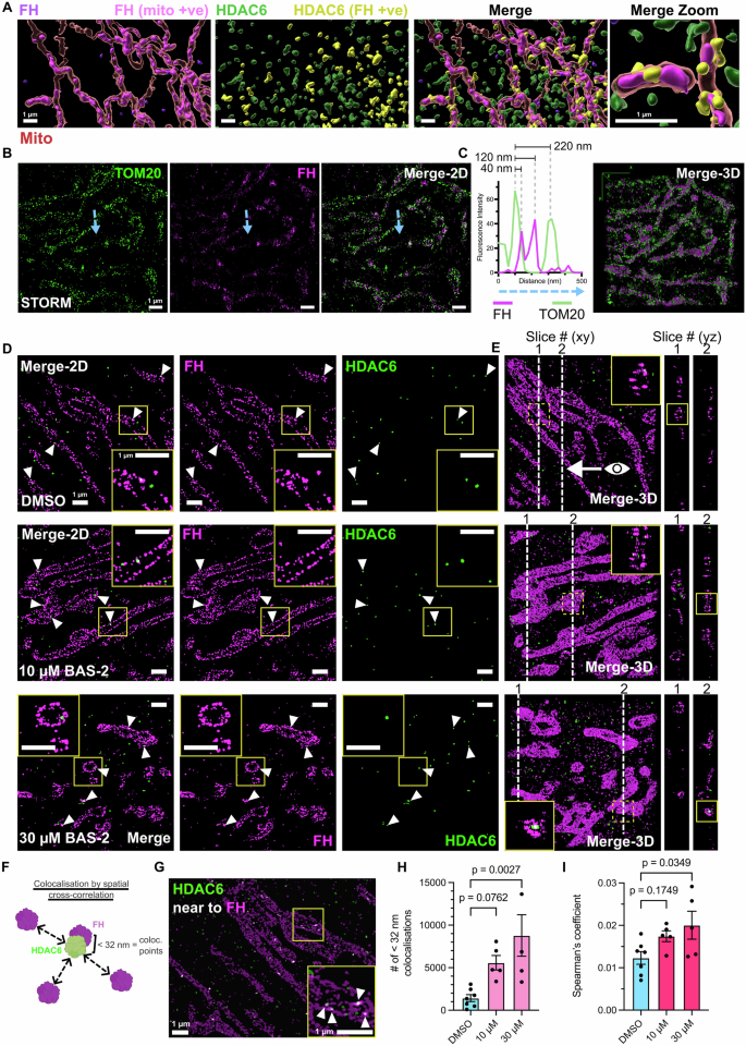 Fig. 6: FH interacts with HDAC6 at mitochondrial networks as revealed by multiple 3D imaging approaches, including super-resolution 3D-STORM.