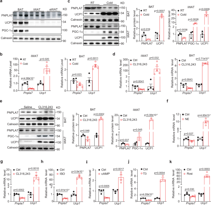 Fig. 1: PNPLA7 is downregulated in adipose tissues during browning.