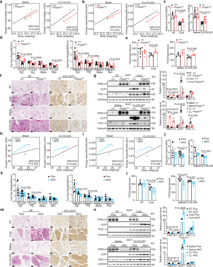 Fig. 2: PNPLA7 inhibits browning of iWAT in response to cold exposure.