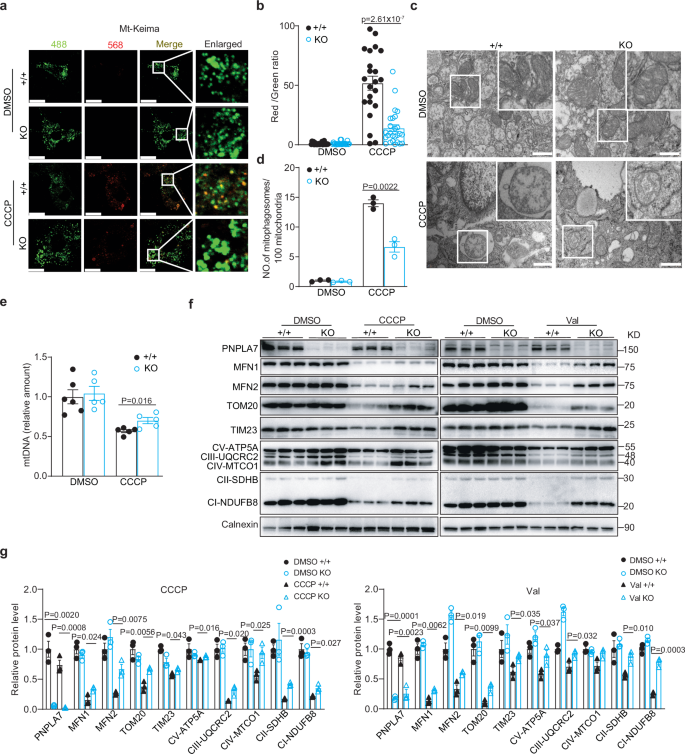 Fig. 4: Ablation of PNPLA7 decreases mitophagy in WAT adipocytes.