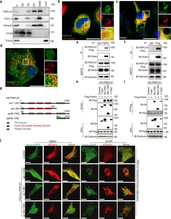 Fig. 6: PNPLA7 is a MAM protein and interacts with Parkin to facilitate mitochondrial translocation of Parkin.