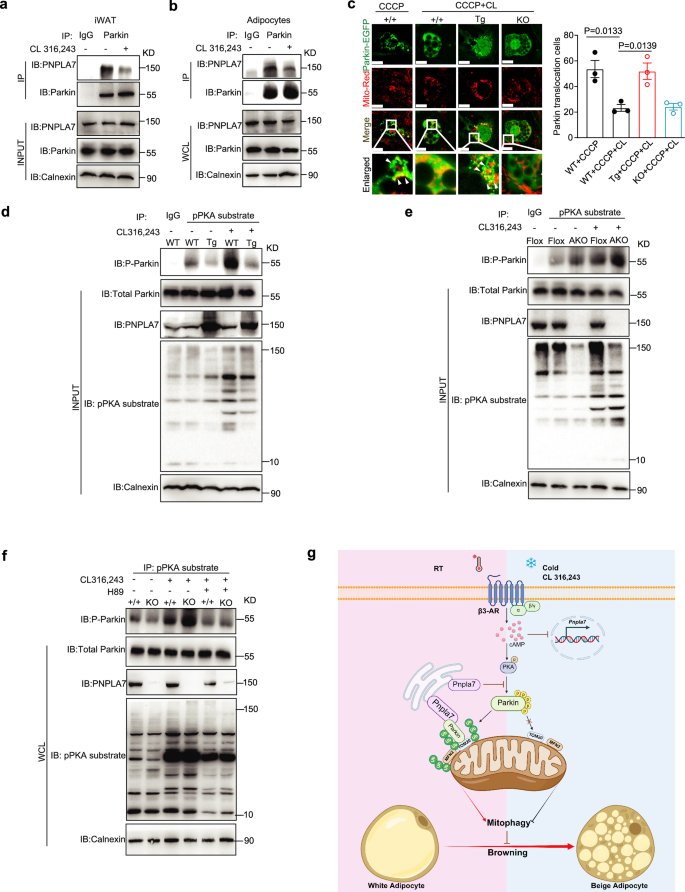 Fig. 7: PNPLA7 promotes Parkin mitochondrial translocation by inhibiting PKA-mediated phosphorylation of Parkin.