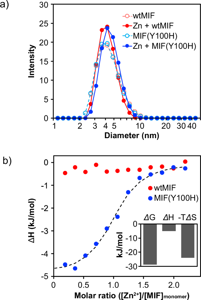 Fig. 4: Solution structure of MIFs in the presence of zinc ions.
