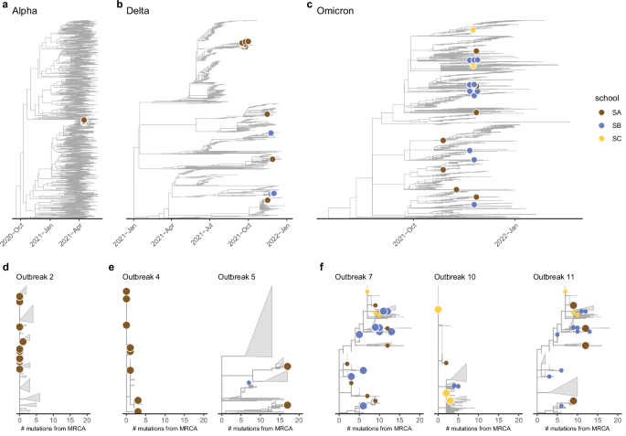 Fig. 2: Phylogenetic trees of study sequences identified among local, national and international sequences.