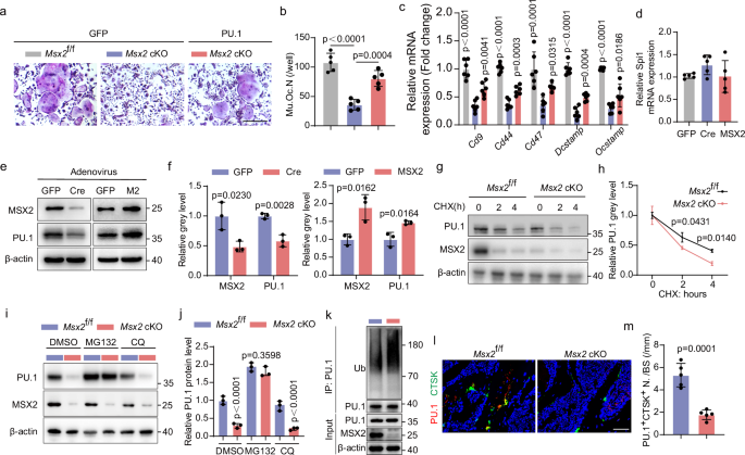 Fig. 3: Msx2 promotes pre-osteoclasts fusion through stabilizing PU.1.