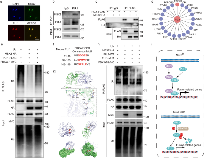 Fig. 4: MSX2 binds PU.1 and protects it from FBXW7 mediated ubiquitination.