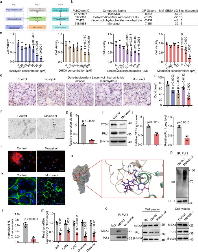 Fig. 6: Morusinol targets MSX2-PU.1 complex and inhibits osteoclast fusion.