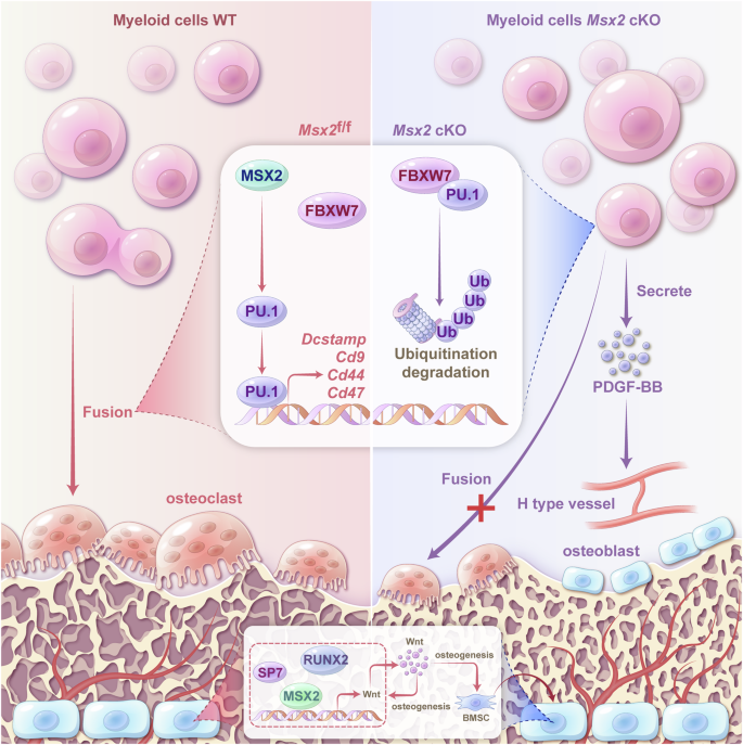 Fig. 8: Schematic diagram of targeting Msx2 as a brake in the fusion fate of osteoclast and an anabolic therapy for osteoporosis.