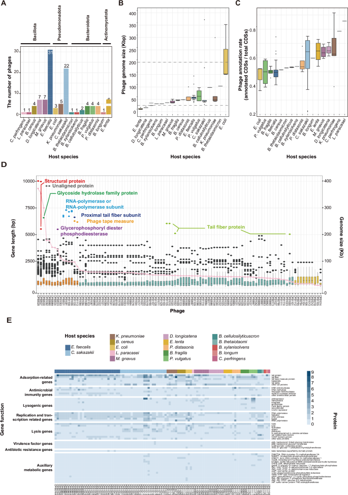 Fig. 2: General genomic characterization of the gut phages.