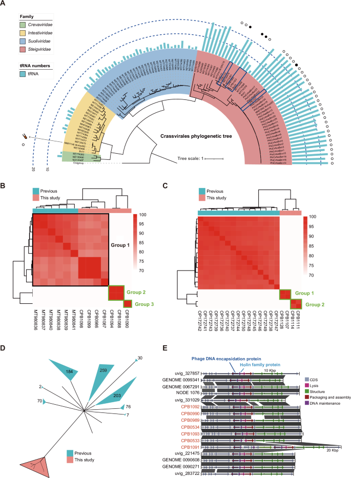 Fig. 4: Biological and genomic characterization of GPB phages targeting obligate anaerobes.