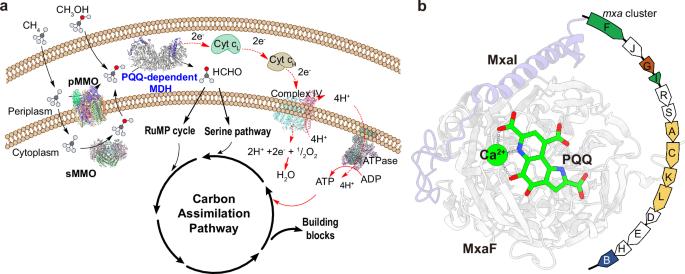 Fig. 1: The role of PQQ-dependent MDH in methane and methanol bio-utilization.
