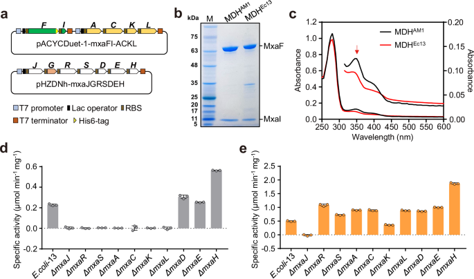 Fig. 2: Identification of functional genes required for MDH assembly.