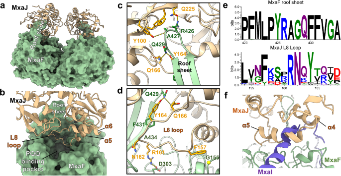 Fig. 4: Cryo-EM structures of MxaF/MxaJ complex.