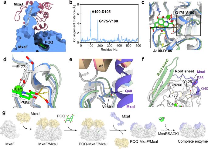 Fig. 5: Cryo-EM structure of PQQ-loaded MxaF/MxaJ complex and the functions of auxiliary proteins in PQQ-dependent MDH maturation.
