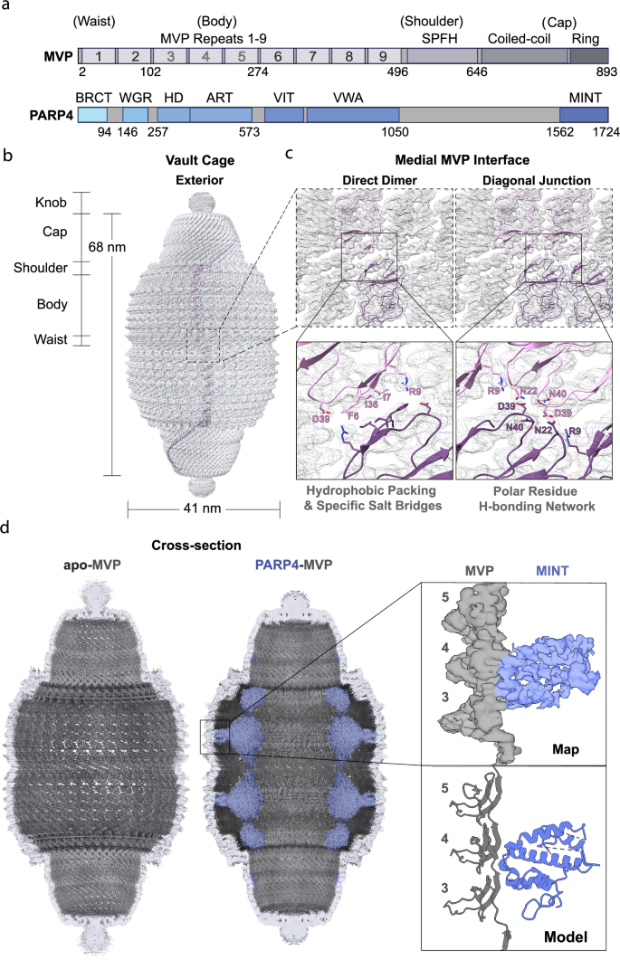 Fig. 1: Map of the human vault cage alone and with PARP4.