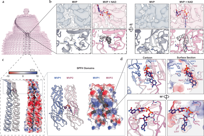 Fig. 3: NAD+ potential behind the MVP keyhole loop.