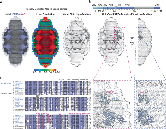 Fig. 4: Human PARP4 may opportunistically consume MVP-bound NAD+.