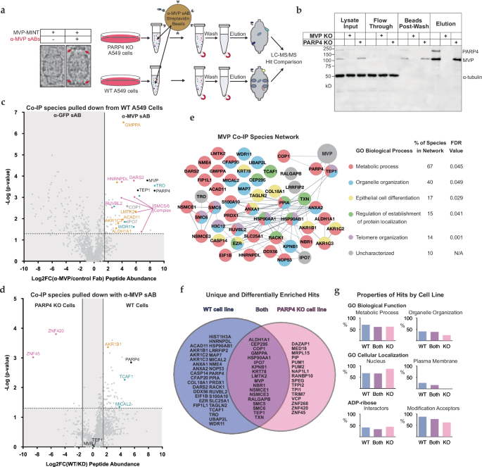 Fig. 5: Depleting PARP4 alters the vault interactome.