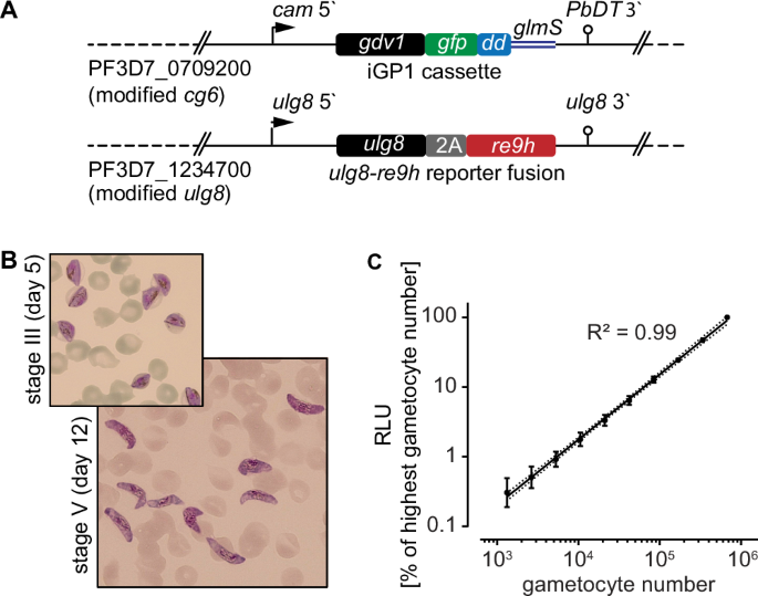 Fig. 1: NF54/iGP1_RE9Hulg8 gametocyte reporter line.