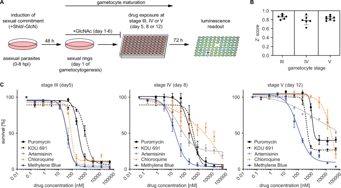Fig. 2: Development of an in vitro gametocytocidal drug assay using NF54/iGP1_RE9Hulg8 gametocytes.