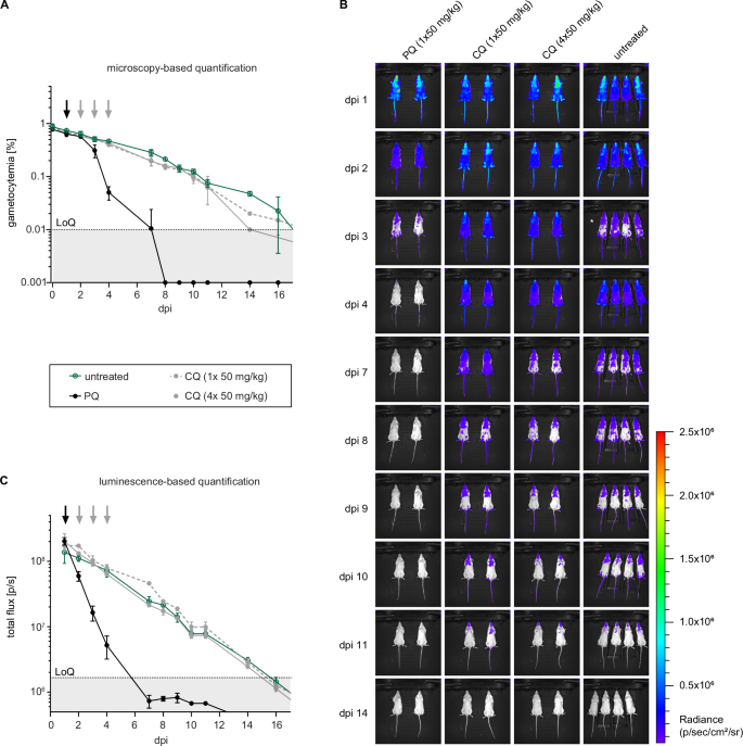 Fig. 4: Circulation and clearance of NF54/iGP1_RE9Hulg8 stage V gametocytes in the NSG-PfGAM in vivo model.