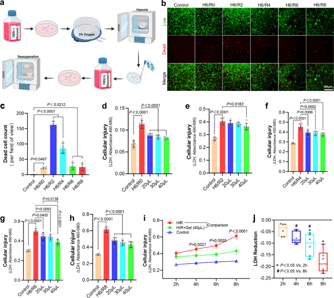 Fig. 2: GA hydrogel alleviates cellular hypoxia and reoxygenation injuries.