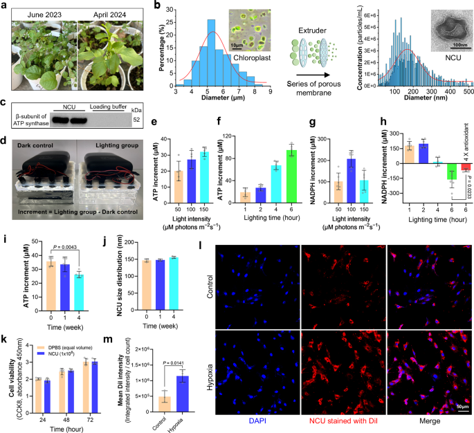 Fig. 4: Fabrication and characterization of NCUs.