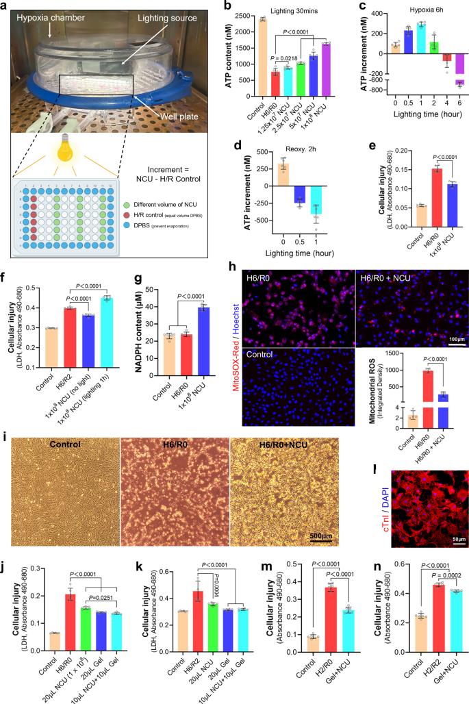 Fig. 5: The effect of NCU alone and in combination with GA hydrogel on treating H/R injury.