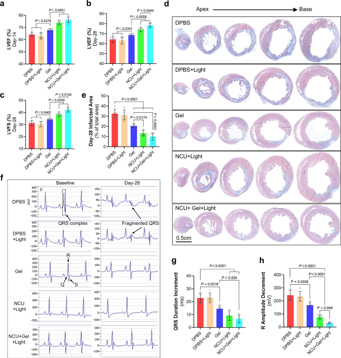 Fig. 7: Long-term effect of NCU and GA hydrogel treatment on rat I/R model.