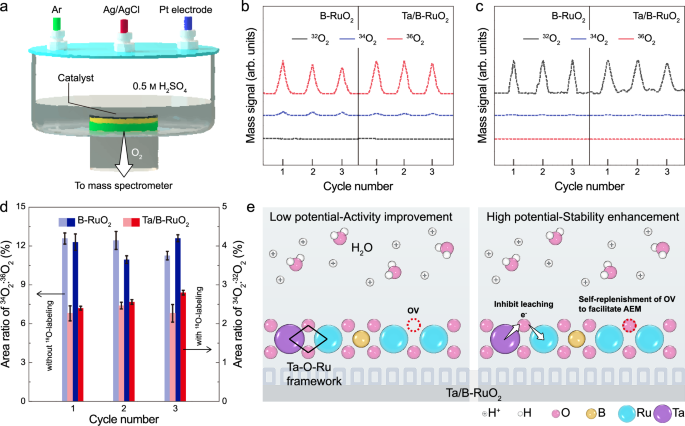 Fig. 4: OER mechanism of Ta/B-RuO2.