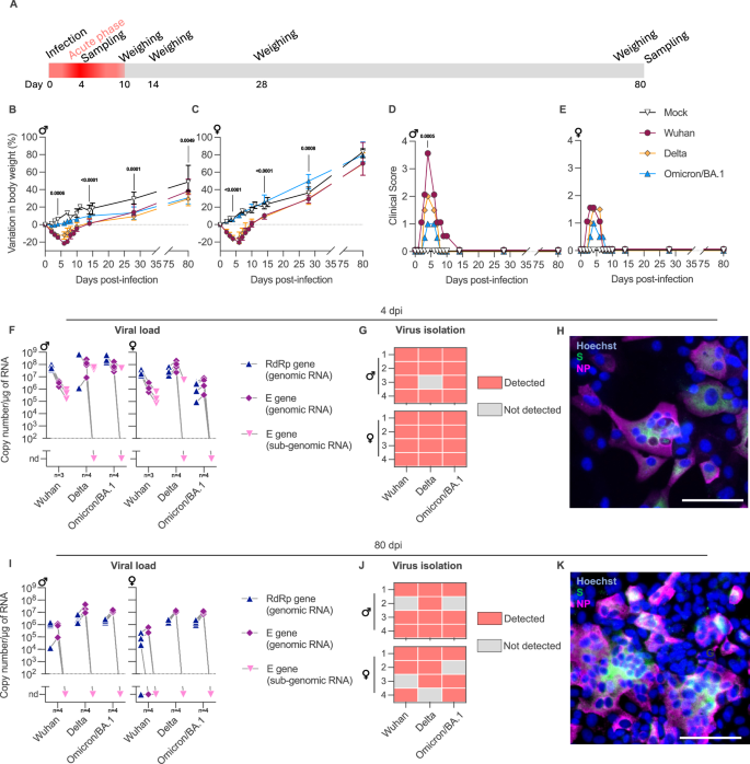 Fig. 1: Long-term clinical profile and brainstem viral load in hamsters intranasally-inoculated with SARS-CoV-2 Wuhan or the variants Delta and Omicron/BA.1.