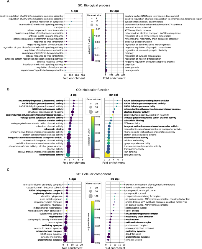Fig. 3: Intranasal SARS-CoV-2 infection alters the brainstem transcriptomic profile in hamsters.