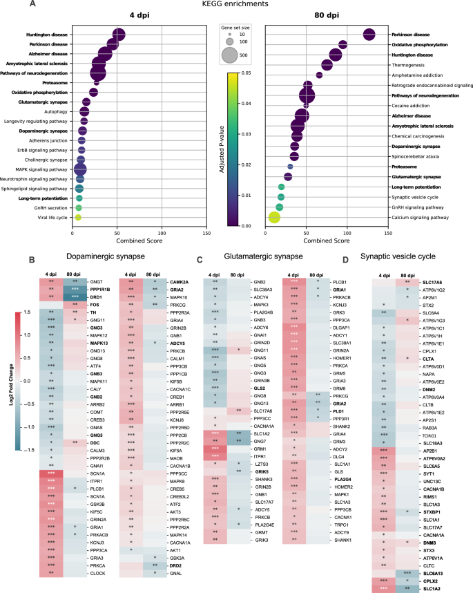 Fig. 4: Intranasal SARS-CoV-2 infection alters the brainstem transcriptomic profile in hamsters.