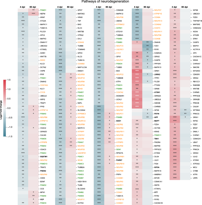 Fig. 5: Intranasal SARS-CoV-2 infection affects the expression of genes related to neurodegenerative processes in the brainstem.