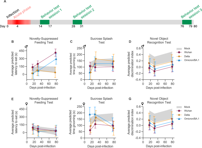 Fig. 6: Long-term impact of SARS-CoV-2 infection on neuropsychiatric and cognitive behavior in hamsters.