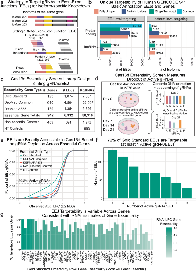 Fig. 1: Cas13d essentiality screen shows broad applicability of targeting common EEJs for RNA knockdown.