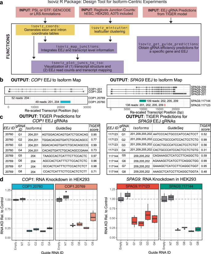 Fig. 3: Isoviz R package automates experimental design to confirm EEJ-specific RNA knockdown.