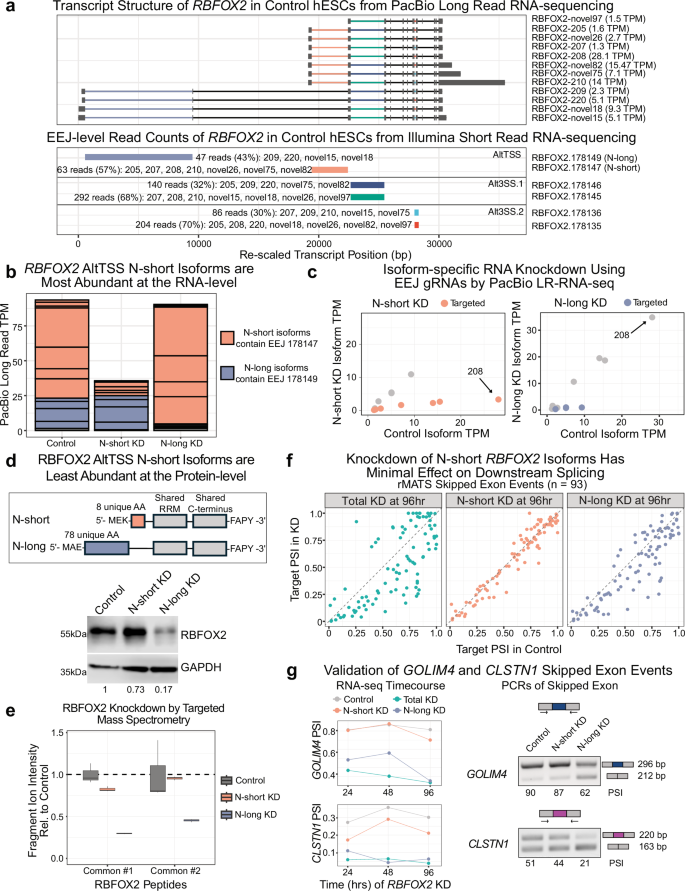 Fig. 4: Validation of RBFOX2 isoform-specific knockdown using PacBio LRS and assessment of the functional impact in hESCs.