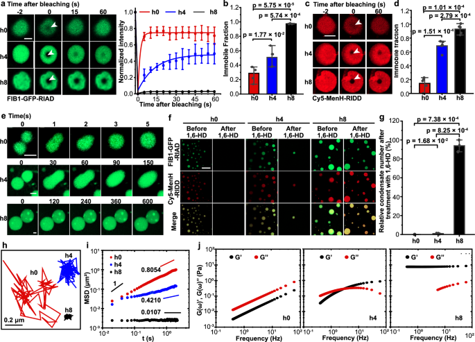 Fig. 2: Aging of catalytic condensate leads to a transition from a viscous liquid state to an elastic solid state via a Maxwell fluid phase.