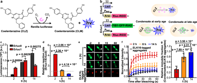 Fig. 4: Time-dependent enzyme activity in cells with intracellular condensates.