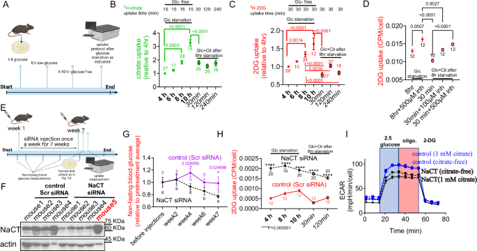 Fig. 1: The citrate transporter NaCT controls glucose transport to coordinate the uptake of metabolites in response to glucose availability in hepatocytes.