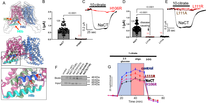 Fig. 2: Glycolysis is differentially affected by two NaCT epilepsy-associated mutations in the H4c domain.