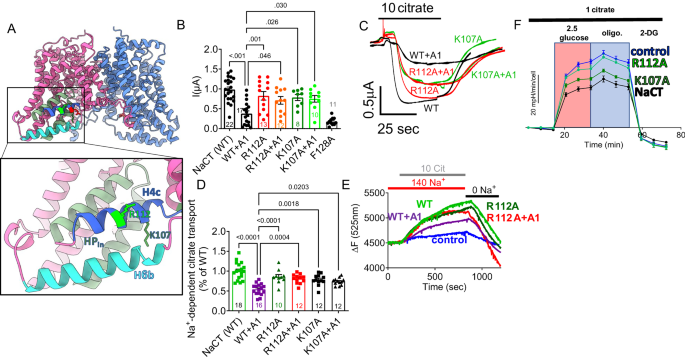 Fig. 3: The H4c residues K107 and R112 are essential for the regulation of NaCT by SLC26A1 and the control of cellular metabolism.