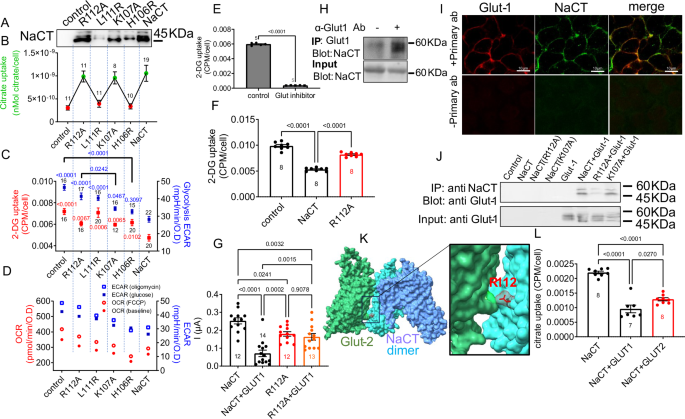 Fig. 4: NaCT inhibits the glycolytic flux by inhibiting Glut-mediated glucose uptake.