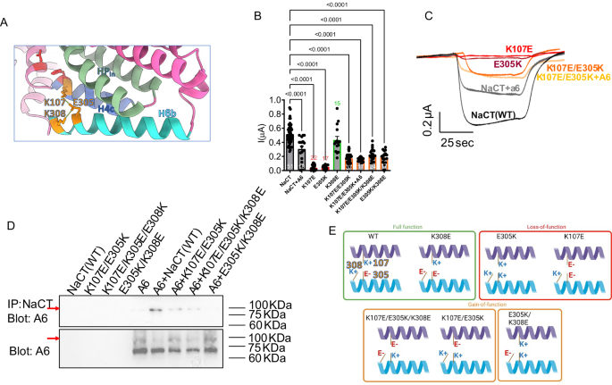 Fig. 5: The NaCT K107 mediates interactions with H4c and H6b residues to control NaCT function, regulation by partner proteins, and the glycolytic flux.