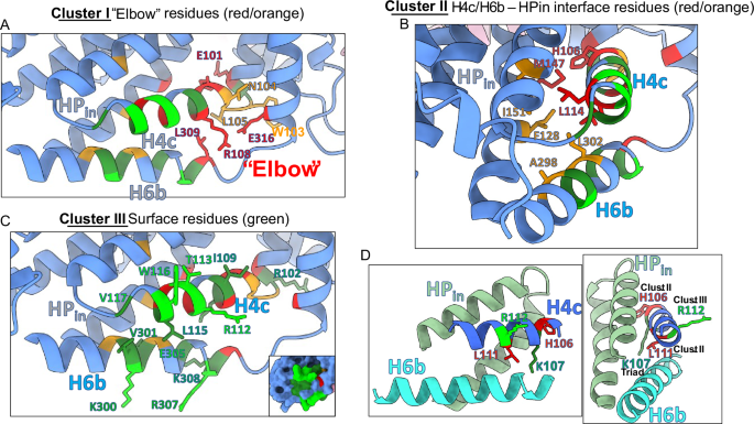 Fig. 7: The functional mapping of NaCT H4c/H6b exposes clusters of residues that mediate interaction with partner proteins and regulate the NaCT function to drive metabolism.