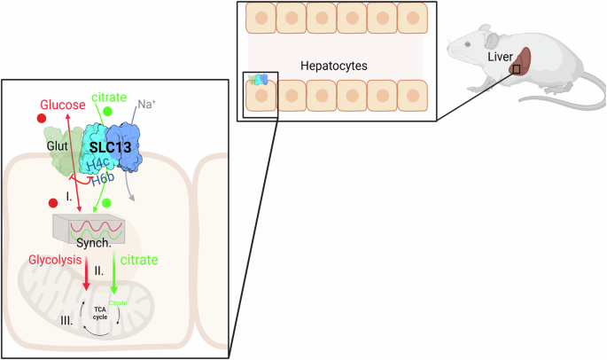 Fig. 8: A model of the NaCT-Glut regulatory mechanism that synchronizes glucose/citrate transport to drive bioenergetics in response to the availability of exometabolites in hepatocytes.