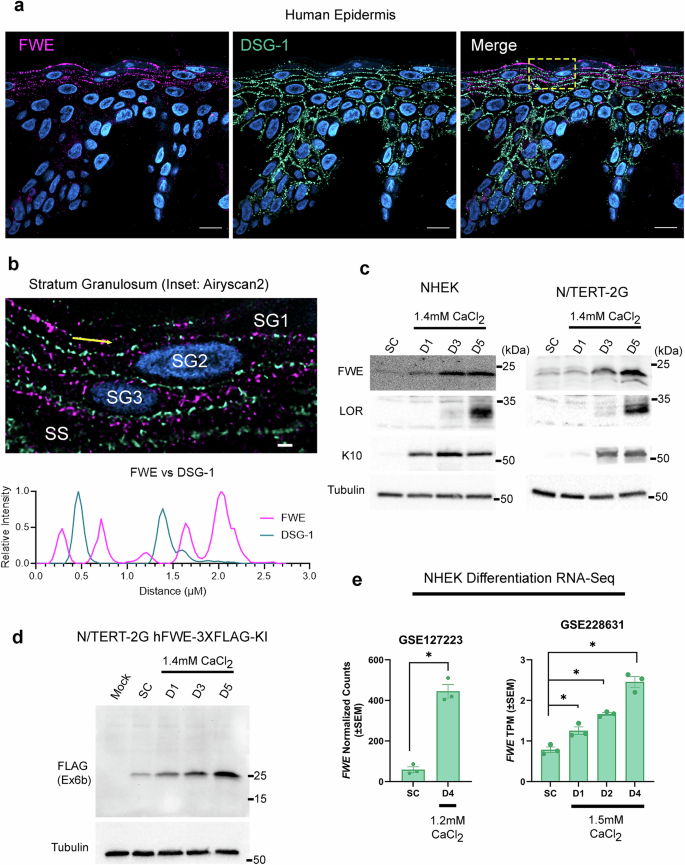 Fig. 1: Flower is up-regulated in terminally differentiating epidermal keratinocytes and localizes to apically polarized vesicles.