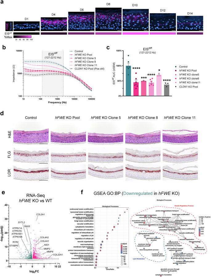 Fig. 2: Flower deficient epidermal organoids exhibit impaired barrier function.