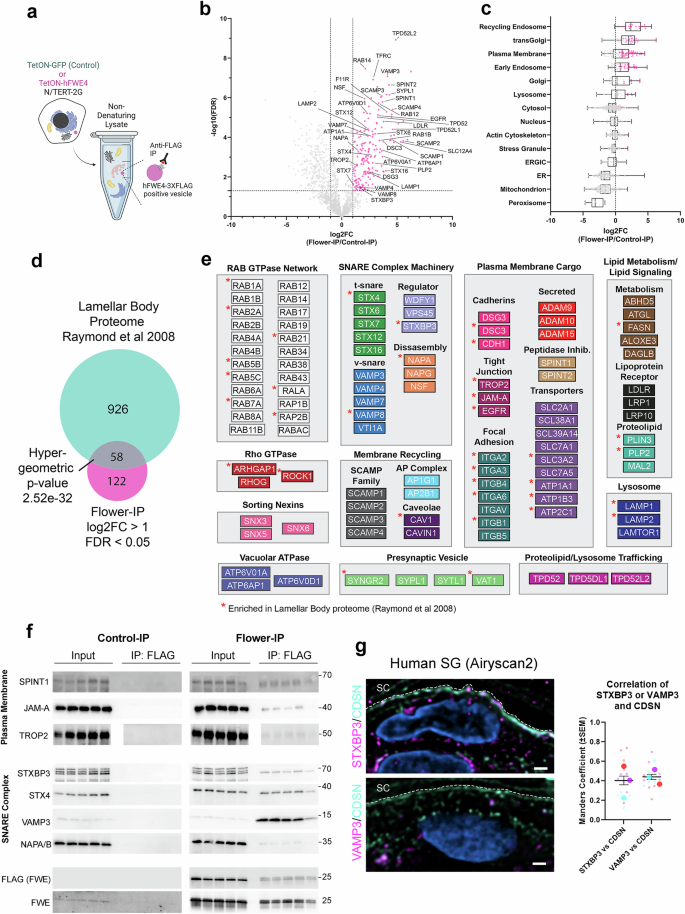 Fig. 4: Proteomic profiling defines composition of hFWE4-positive vesicles and association with LB-specific trafficking machinery.